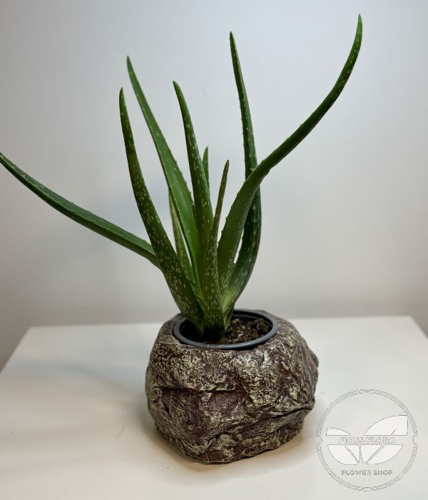 Gray concrete decorative planter