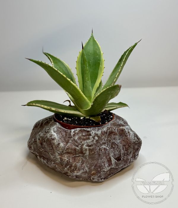 Dark gray decorative concrete