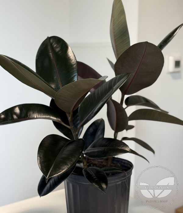 Midnight Shine – Rubber Plant (Ficus elastica)