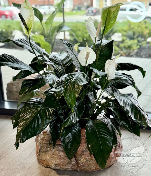 Medium decorative concrete pot