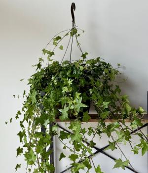 Emerald Cascade – English Ivy Hanging Plant. Fresh flower bouquets in Toronto