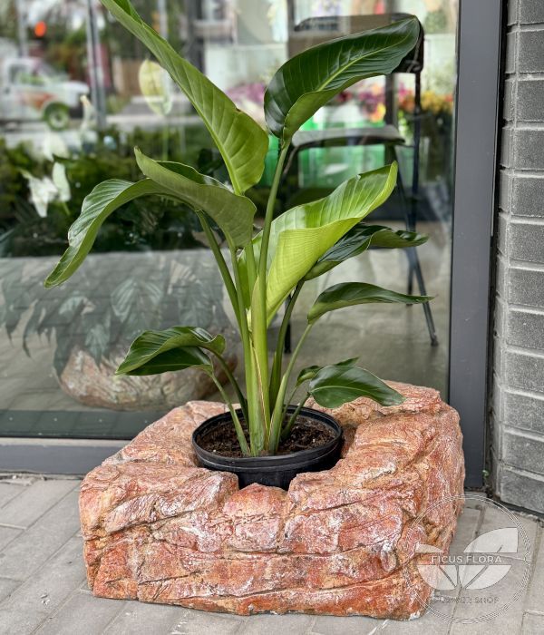 Decorative rock. Flowers Ontario
