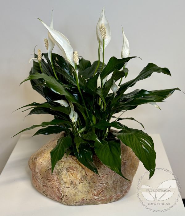 Decorative rock. Flowers Ontario