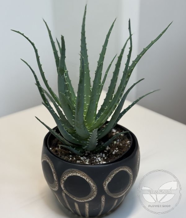 Aloe Vera