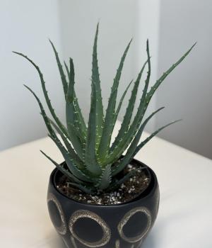 Aloe Vera – Timeless Beauty and Natural Healing. Fresh flower bouquets in Toronto