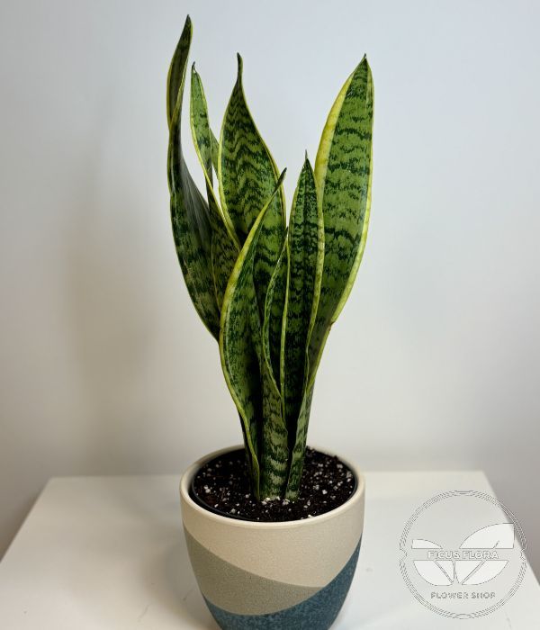 Sansevieria - Snake Plant