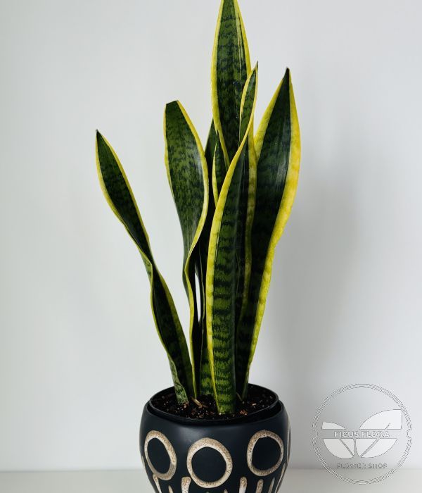 Sansevieria - Snake Plant. Flowers Ontario