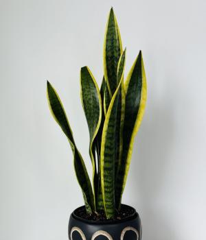 Sansevieria - Snake Plant. Fresh flower bouquets in Toronto