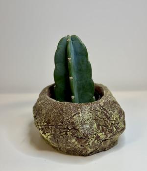 Cacti. Fresh flower bouquets in Toronto