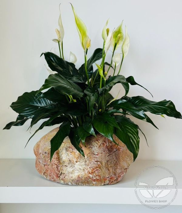 Spathiphyllum-Peace Lily. Flowers Ontario