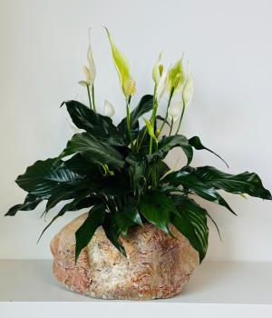 Spathiphyllum-Peace Lily. Fresh flower bouquets in Toronto