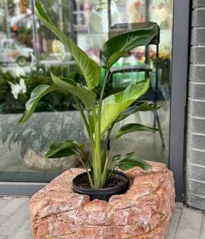 Strelitzia - Bird of Paradise. Fresh flower bouquets in Toronto