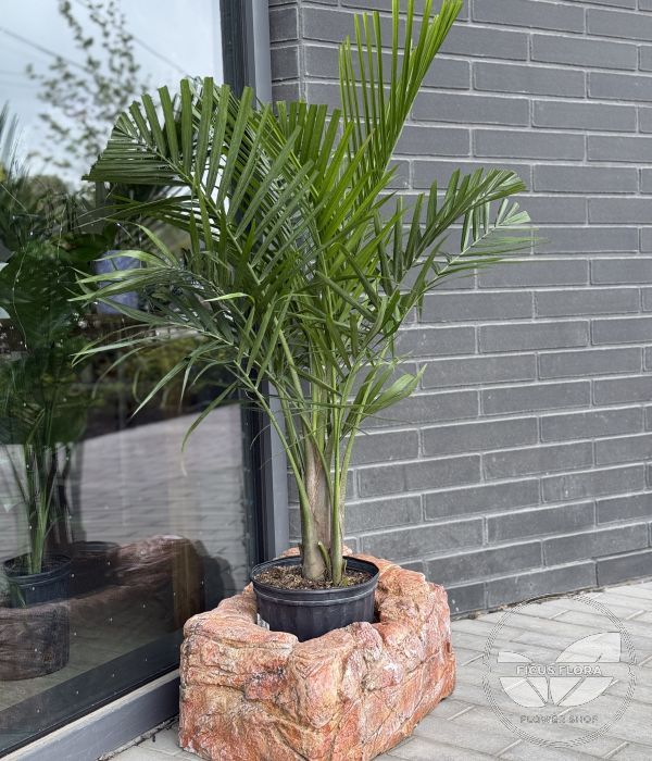Majesty Palm - Ravenea rivularis