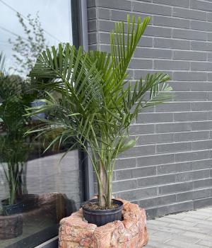 Majesty Palm - Ravenea rivularis. Fresh flower bouquets in Toronto