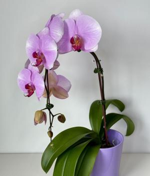 Purple Grace – Phalaenopsis Orchid. Fresh flower bouquets in Toronto
