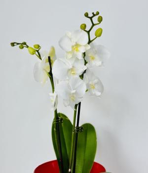 Snow Embrace – Double White Phalaenopsis Orchid. Fresh flower bouquets in Toronto