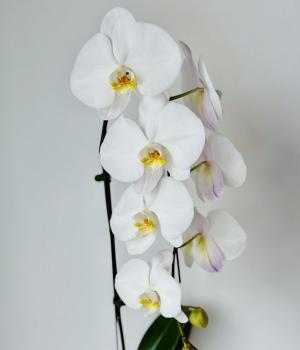 Arctic Grace – Phalaenopsis Orchid. Fresh flower bouquets in Toronto