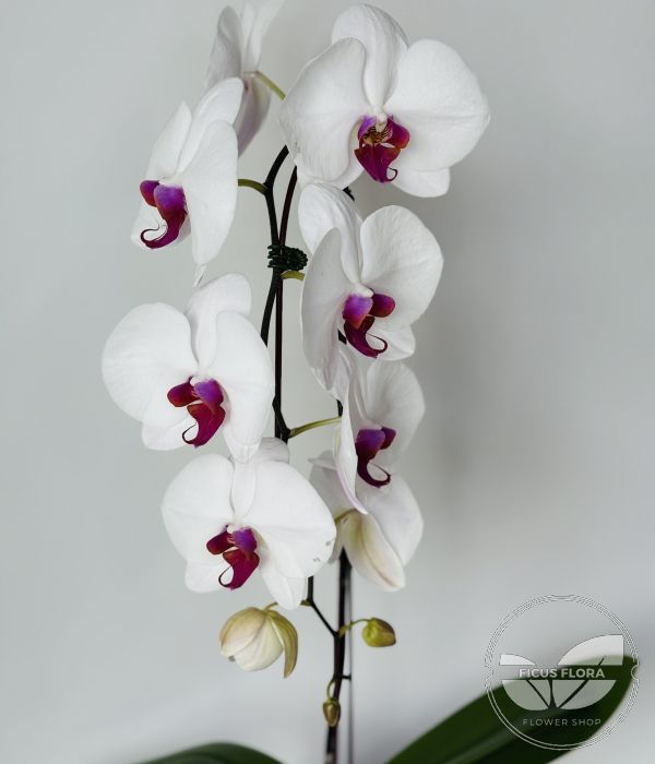 Elegant White - Phalaenopsis Orchid