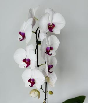 Elegant White - Phalaenopsis Orchid. Fresh flower bouquets in Toronto