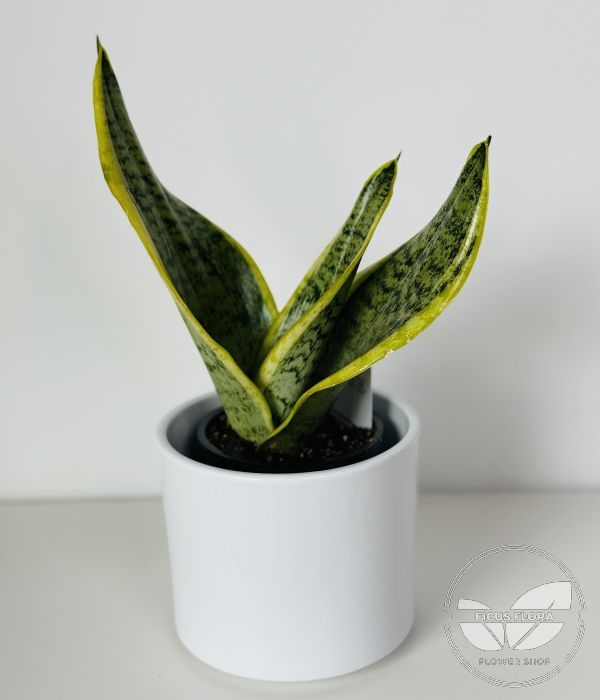 Sansevieria - Snake Plant small
