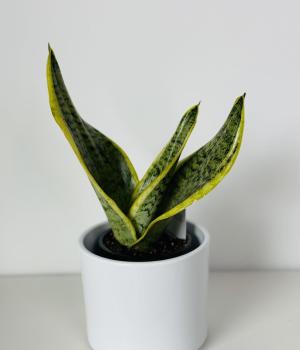 Sansevieria - Snake Plant small. Fresh flower bouquets in Toronto