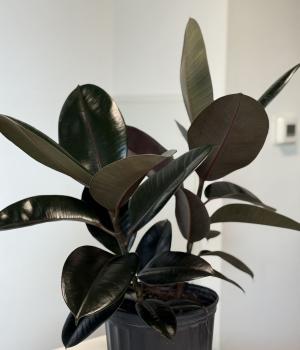 Midnight Shine – Rubber Plant (Ficus elastica). Fresh flower bouquets in Toronto