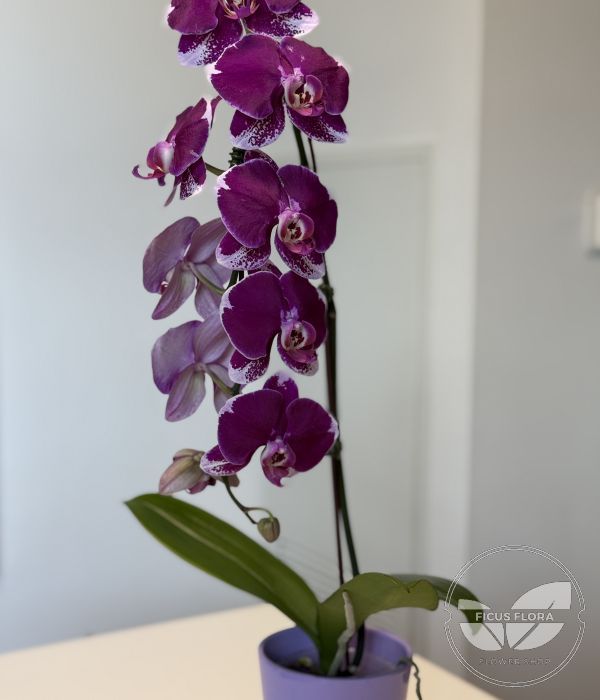 Purple Dark – Phalaenopsis Orchid