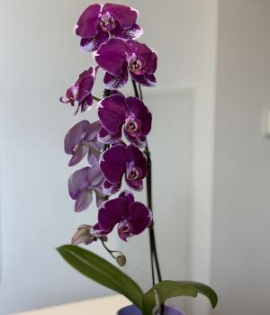 Purple Dark – Phalaenopsis Orchid. Fresh flower bouquets in Toronto