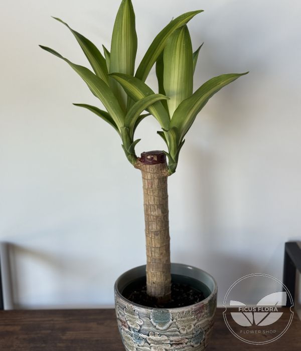 Dracaena Massangeana – Corn Plant