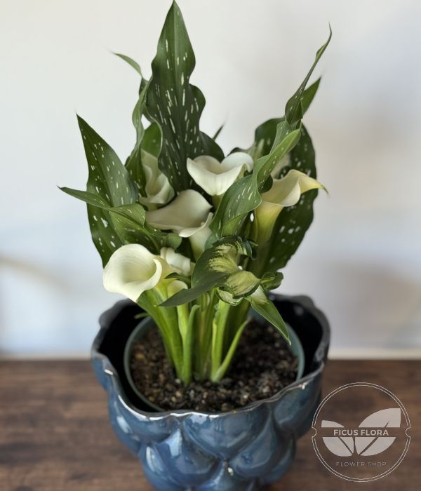 Calla Lily Plant – Elegant Blooming Beauty