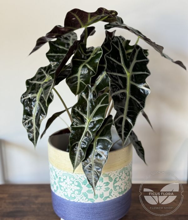 Alocasia Polly – African Mask Plant