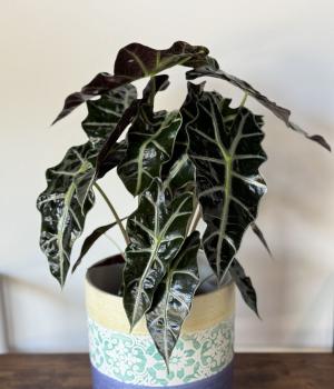 Alocasia Polly – African Mask Plant. Fresh flower bouquets in Toronto