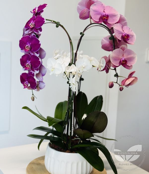 Elegance Orchid Arrangement