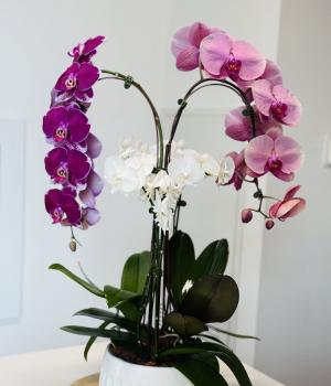 Elegance Orchid Arrangement. Fresh flower bouquets in Toronto