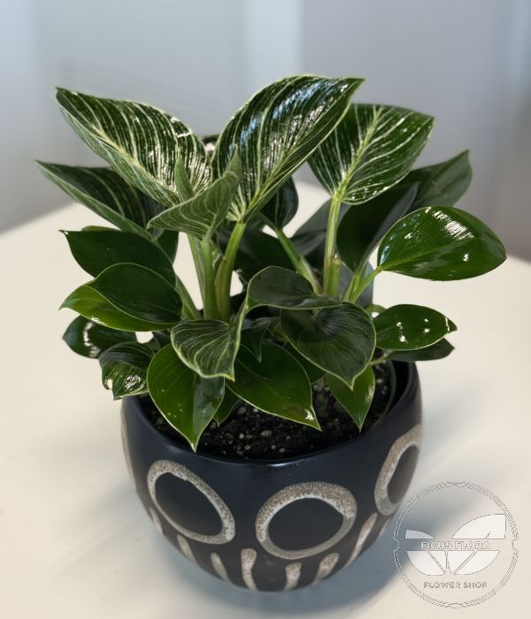 Philodendron Birkin