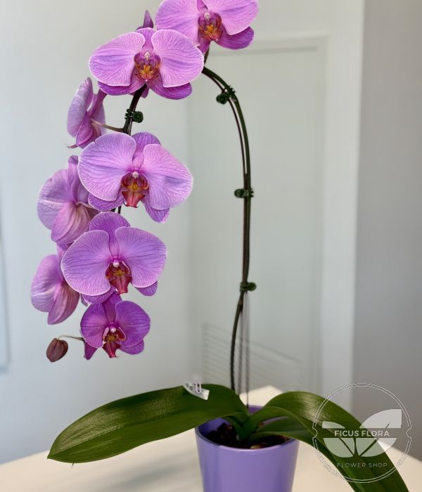 Purple Elegance Orchid