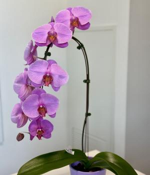 Purple Elegance Orchid. Fresh flower bouquets in Toronto