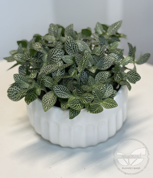 Fittonia albivenis (Nerve Plant)