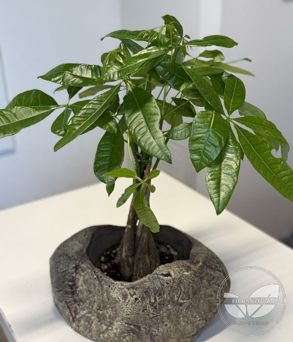 Money Tree (Pachira aquatica)