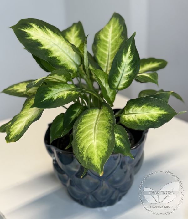 Dieffenbachia seguine
