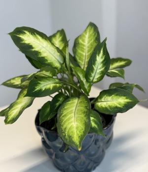 Dieffenbachia seguine. Fresh flower bouquets in Toronto