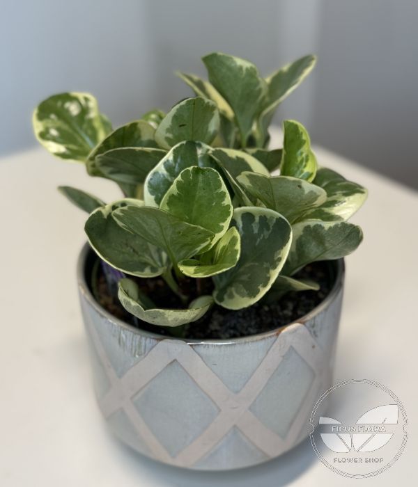 Peperomia obtusifolia