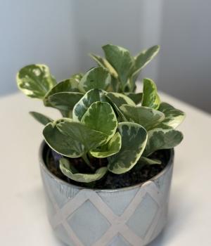 Peperomia obtusifolia. Fresh flower bouquets in Toronto