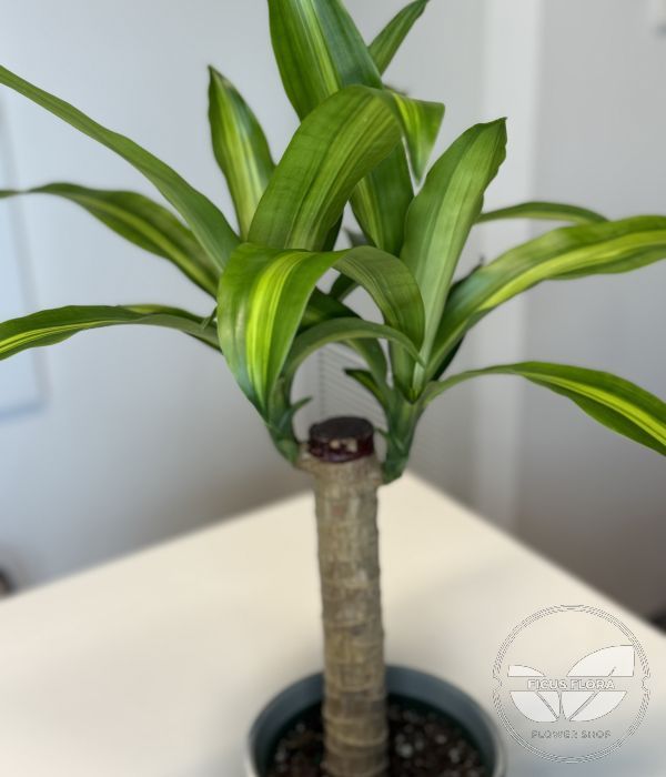 Dracaena 'Corn Plant'