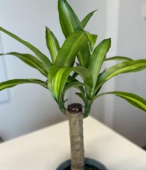 Dracaena Massangeana – Corn Plant. Fresh flower bouquets in Toronto