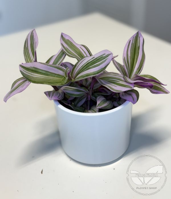 Tradescantia ‘Bubblegum’