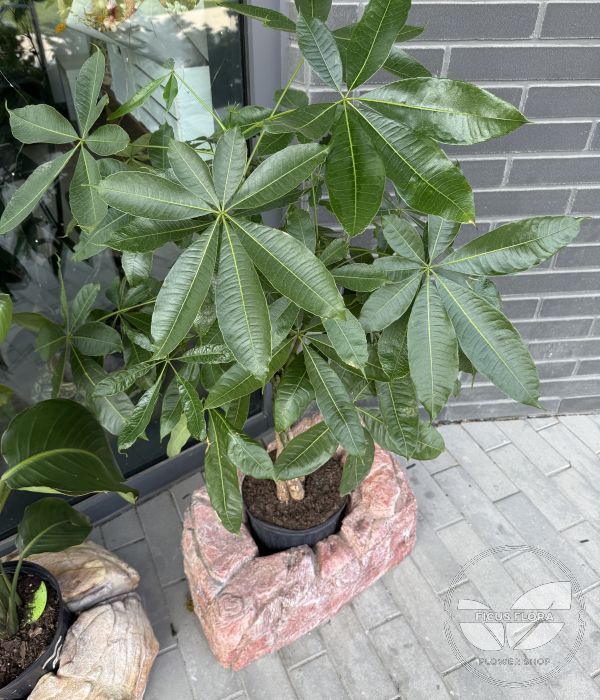 Money Tree (Pachira aquatica)