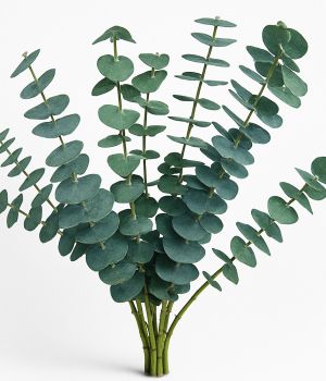 Fresh Eucalyptus Bundle for Sauna & Home | Ficus Flora. Fresh flower bouquets in Toronto