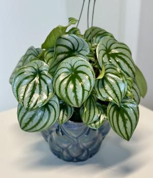 Watermelon Peperomia – A Touch of Natural Artistry. Fresh flower bouquets in Toronto