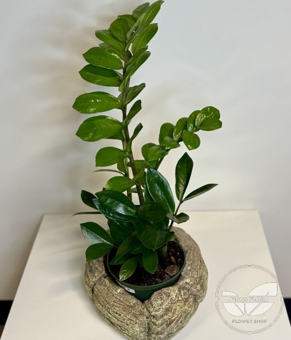 Zamioculcas zamiifolia (ZZ Plant). Flowers Ontario